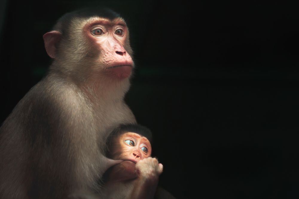 The ultimate love story of nature.