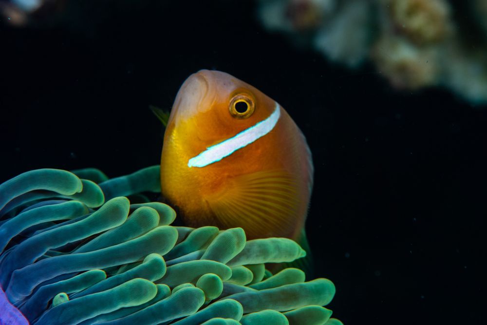 Photograph by Carlos Eduardo Barreto Pinheiro