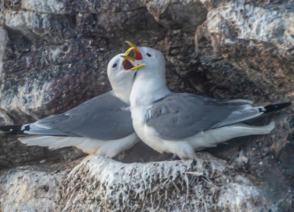 Photograph by Савчук Сергей