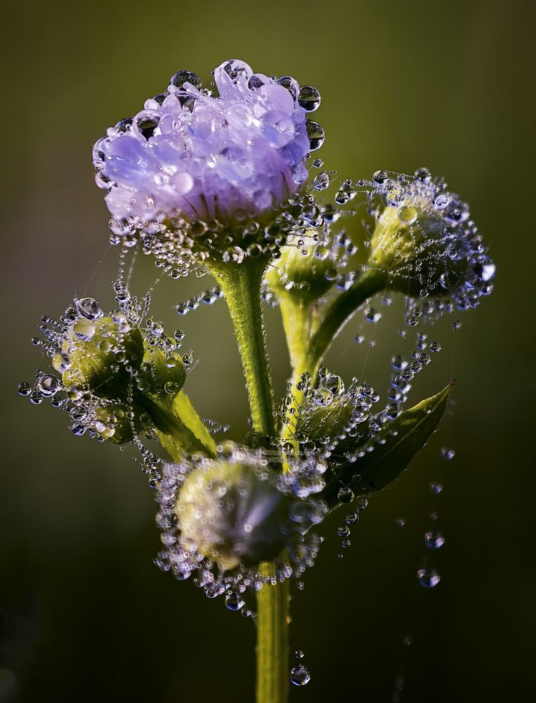 Photograph by Natalia Bolotenkova