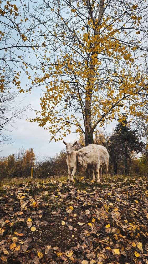 Photograph by Юлия Киш