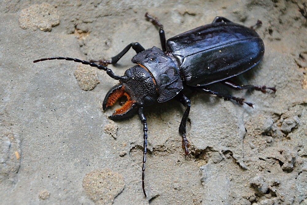 Photograph by Marzio Fattorini