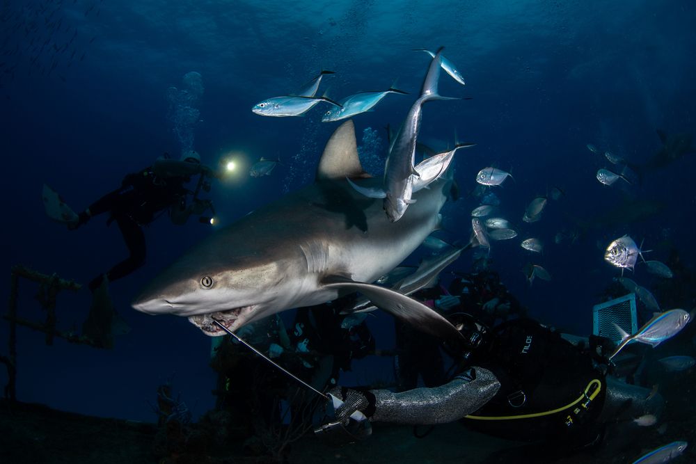 Photograph by Carlos Eduardo Barreto Pinheiro