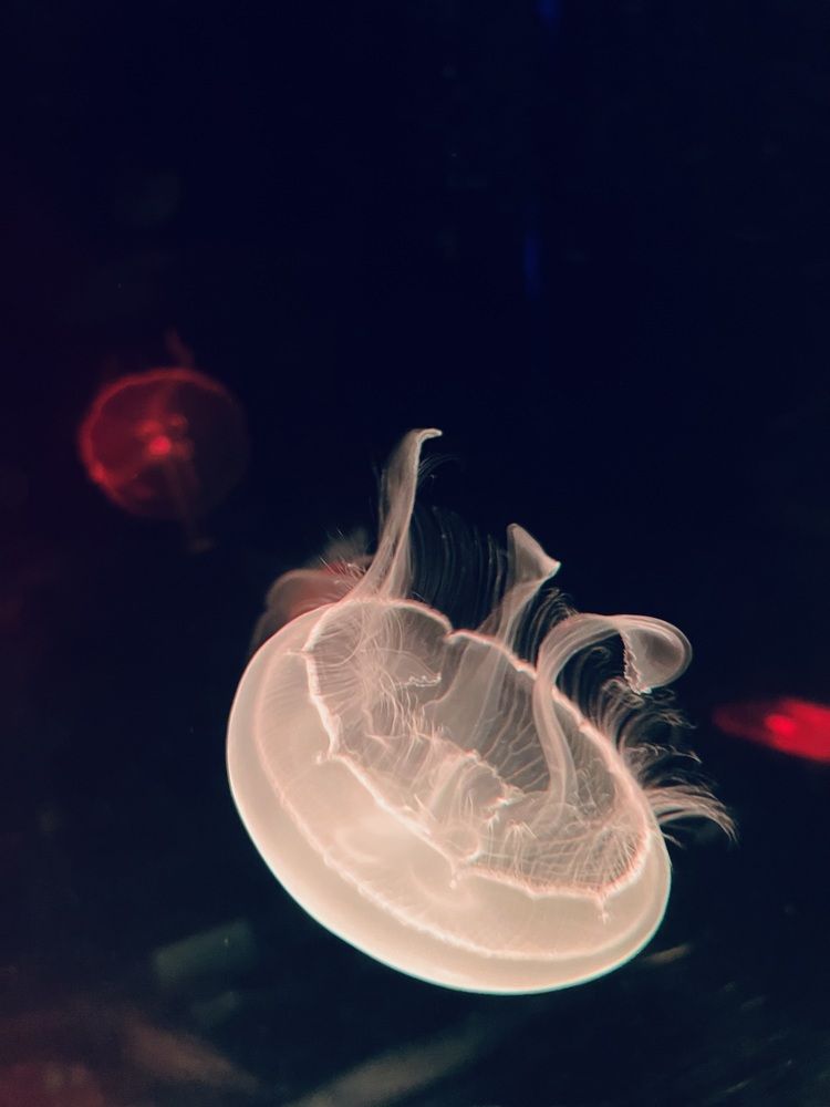 Photograph by Екатерина Сбитякова