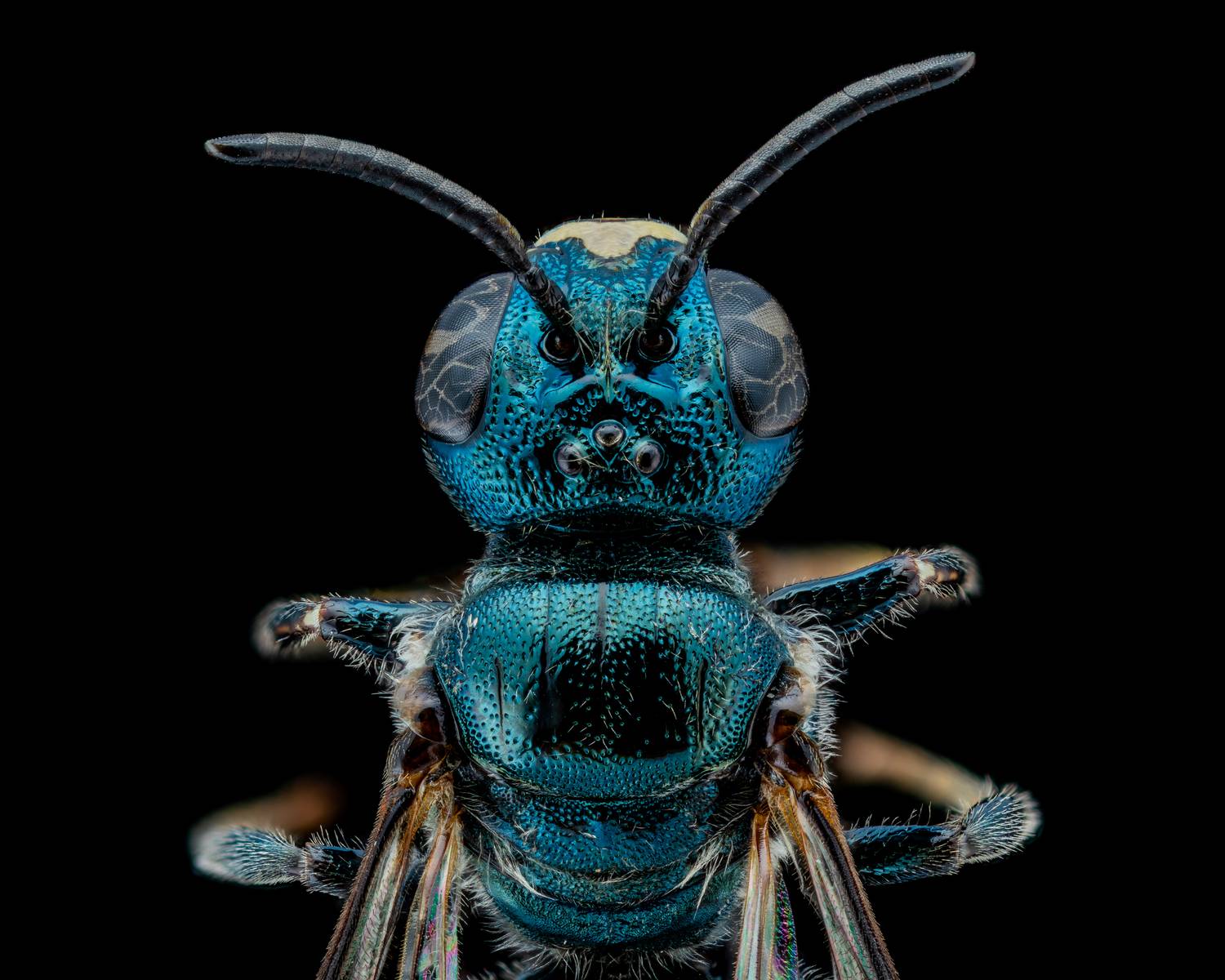 Spurred Ceratina Spurred Ceratina