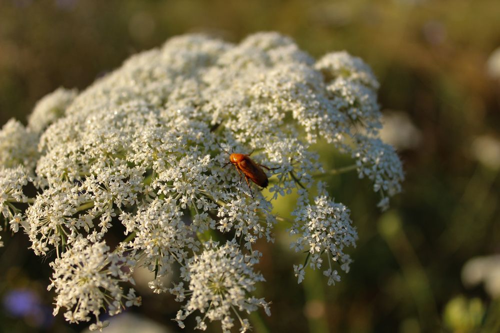 Photograph by Ирина Дмитриенко
