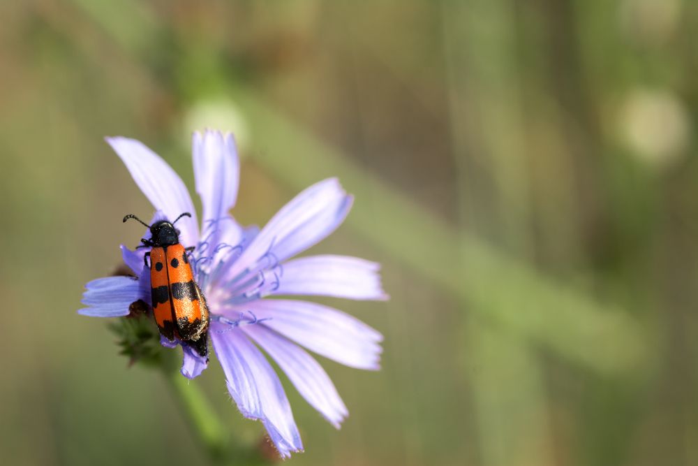 Photograph by Irina Kruk