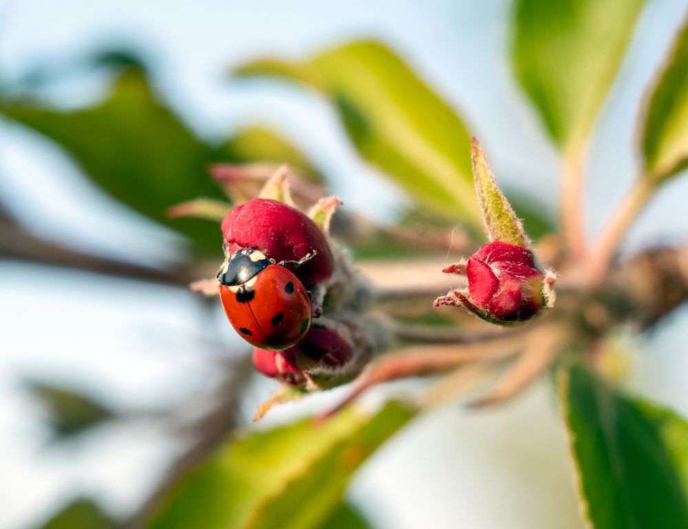 Photograph by Irina Kruk