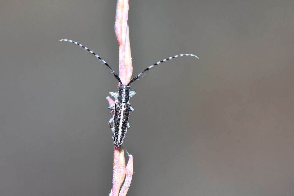 Фотография автора Ibrahim Alkan