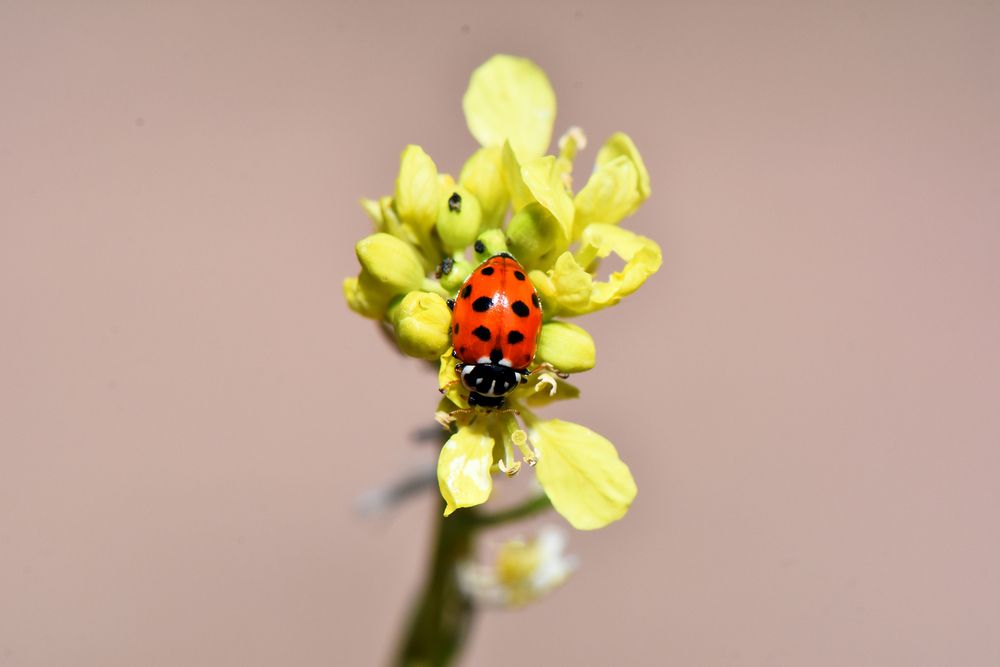 Фотография автора Ibrahim Alkan
