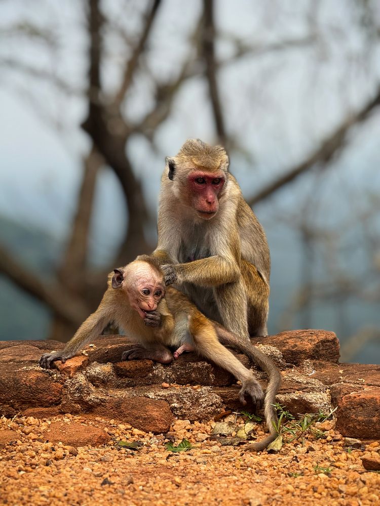 Motherhood