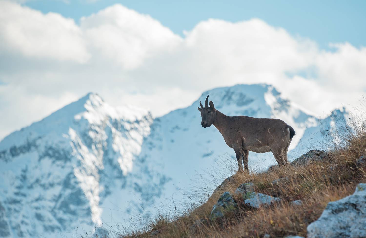 Кубанский тур