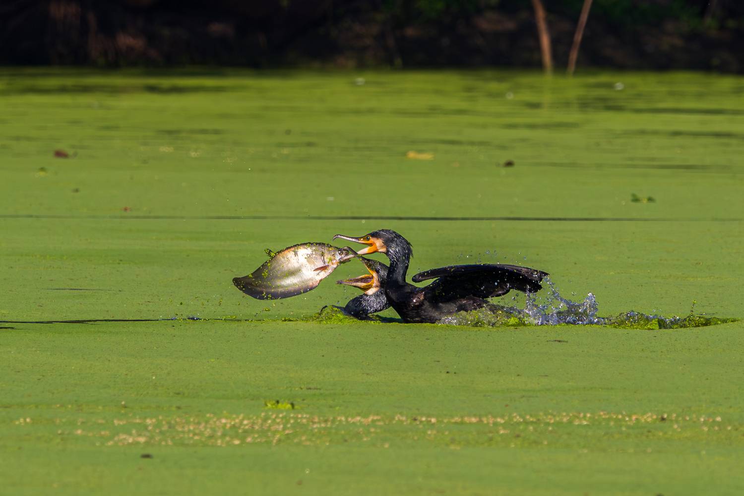 Face to Face with Fate Face to Face with Fate