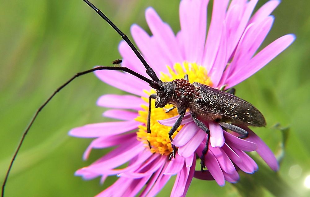 Photograph by Александр Лазебник
