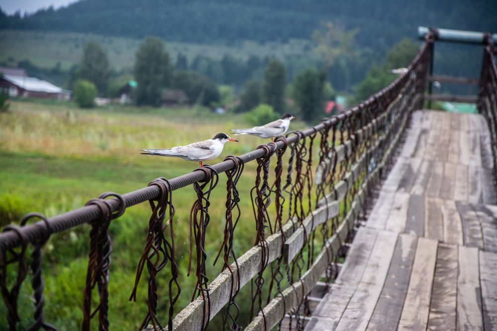 Photograph by Дмитрий Анисимов