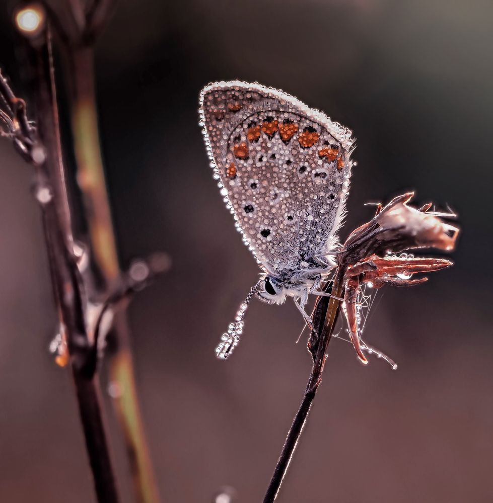 Photograph by Lapshina Vladlena