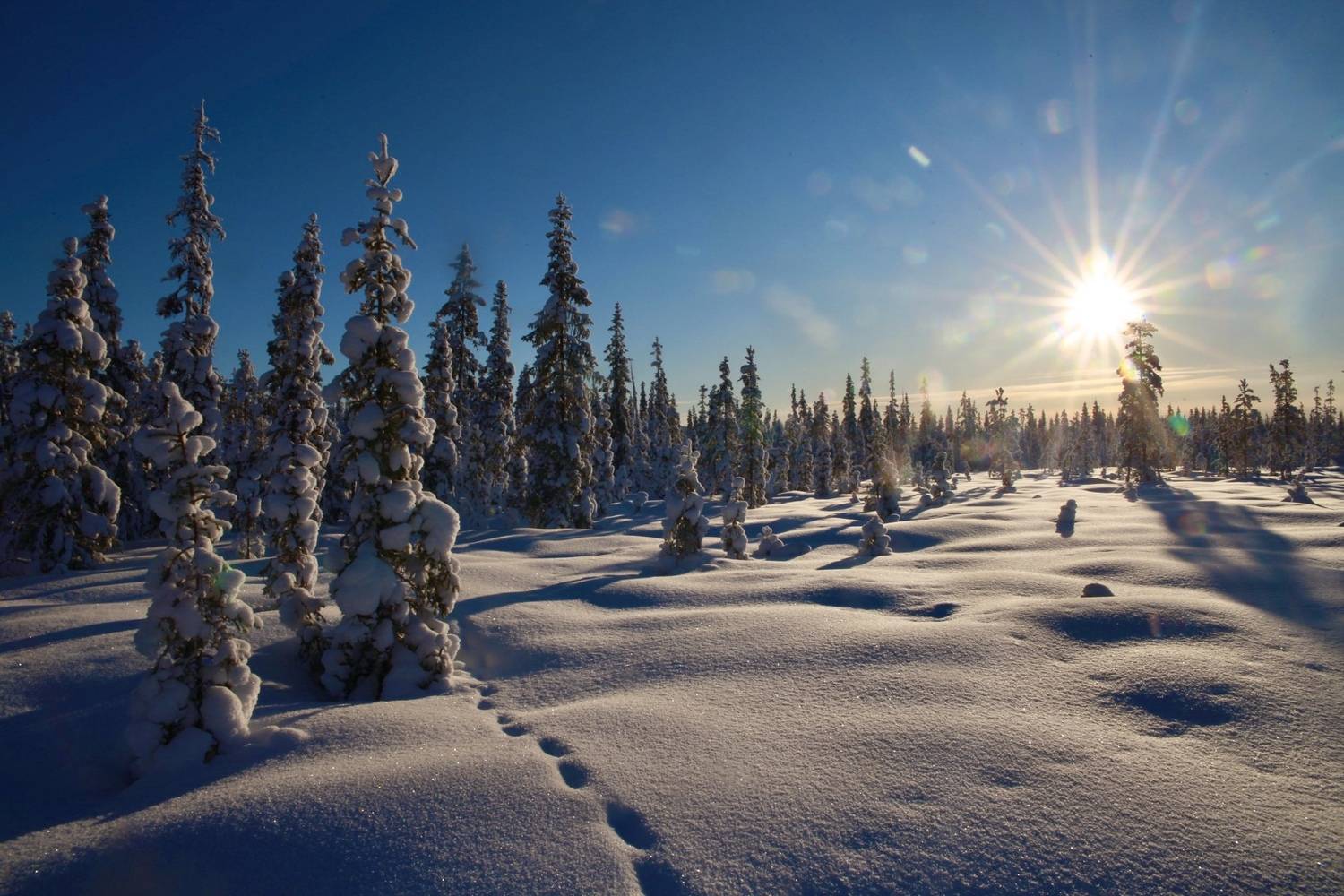 Фотография #13289449