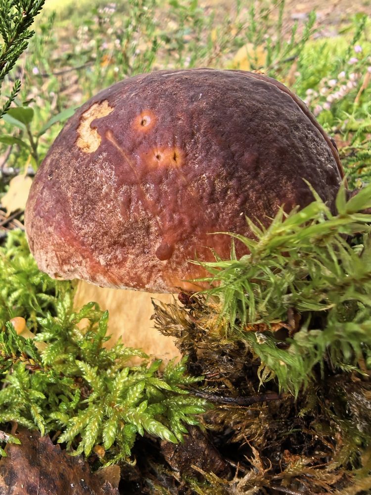 Лесная прогулка