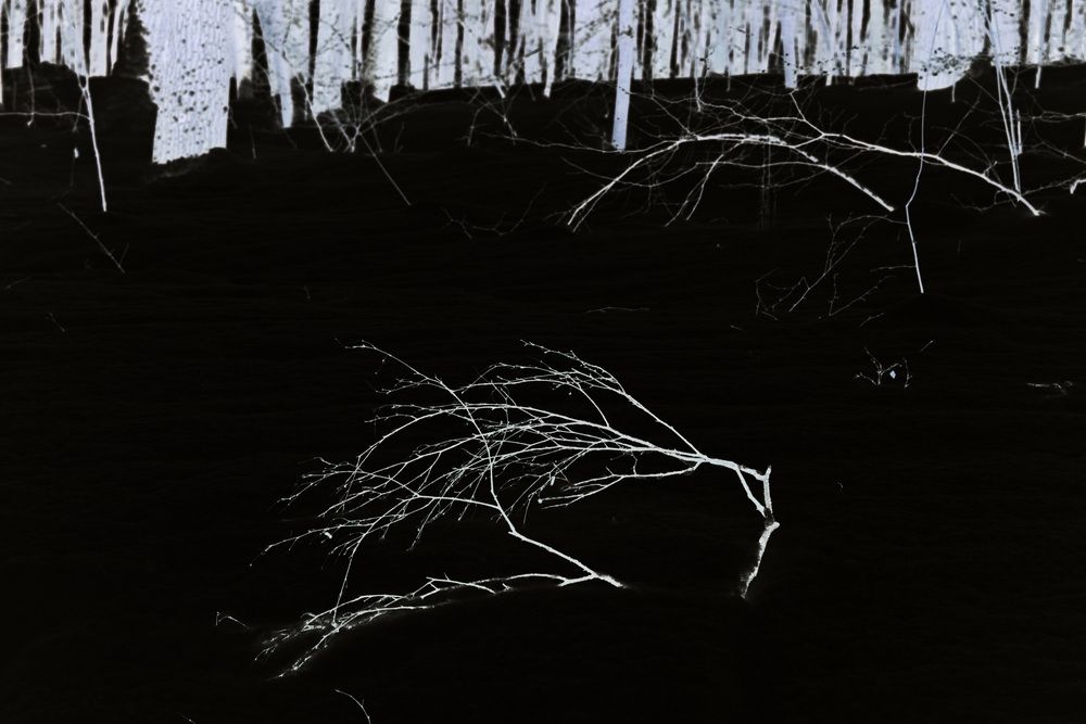 Photograph by Ксения Ощепкова