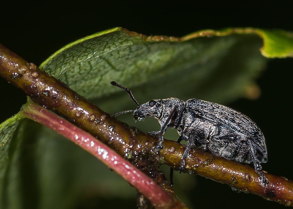 Photograph by Victor Stepanov