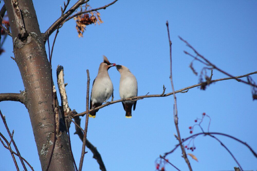 Угости любимую ягодой