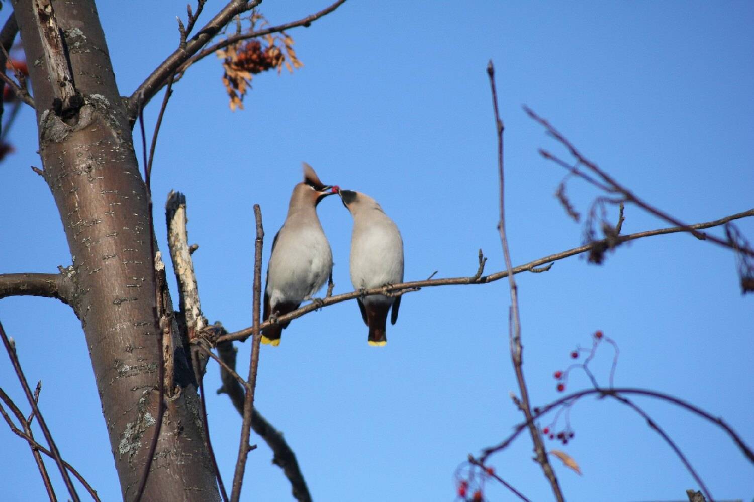 Угости любимую ягодой