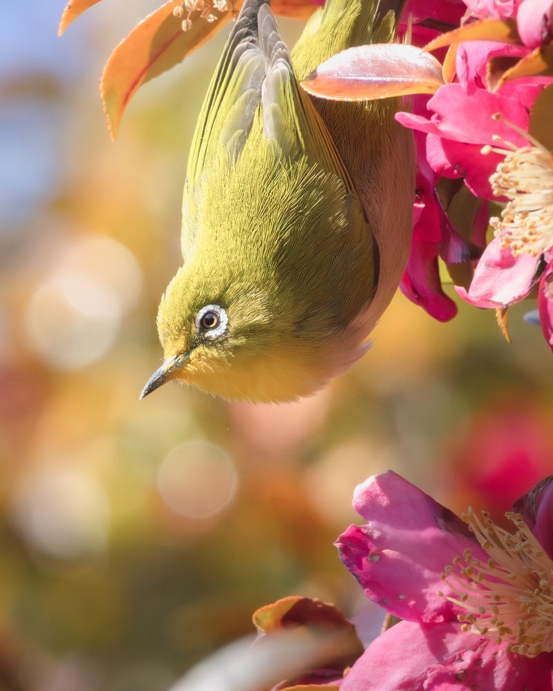 Photograph by KOHAGI