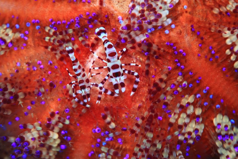 В волшебном лесу