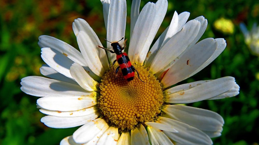 Photograph by Фартушняк Сергей