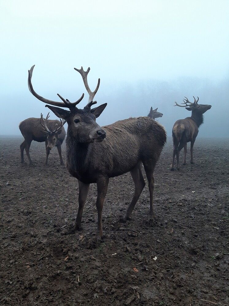 Photograph by Галина Глазкова