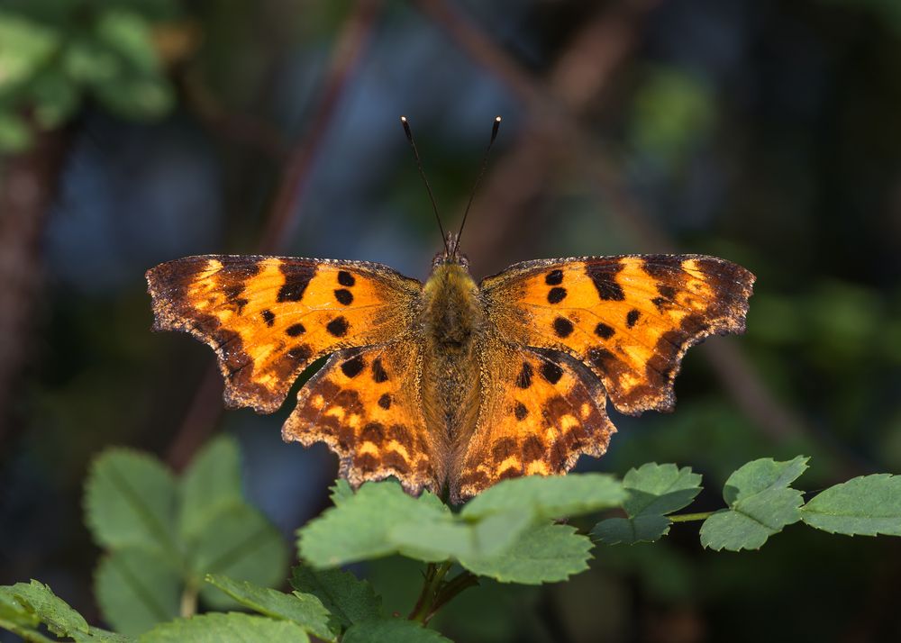 Photograph by Victor Stepanov