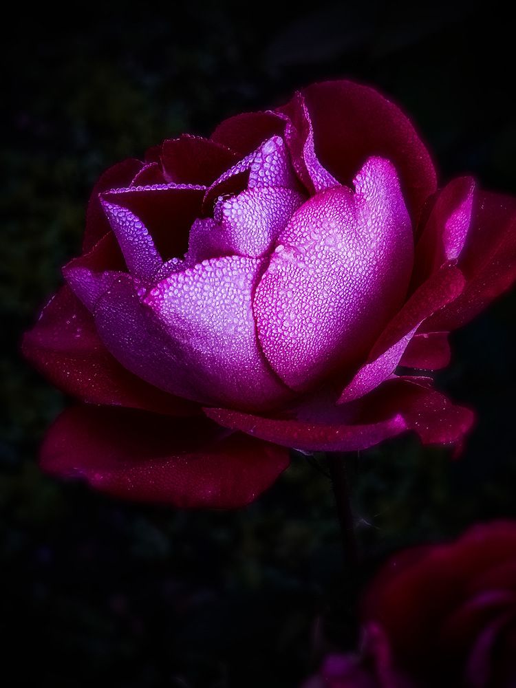 Photograph by Юлия Вялкова