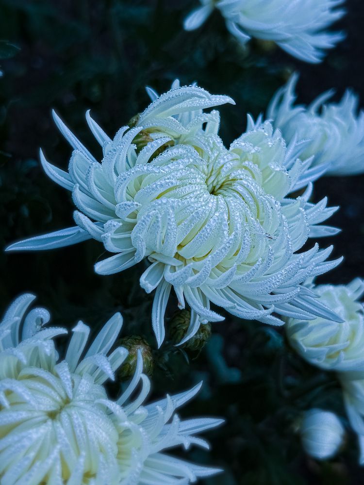 Photograph by Юлия Вялкова