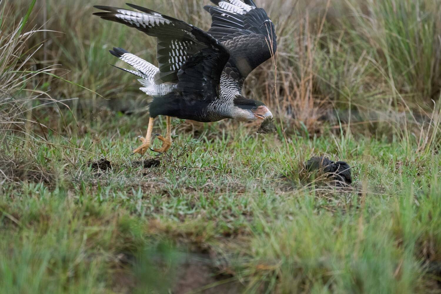 Grip of the Relentless Hunter