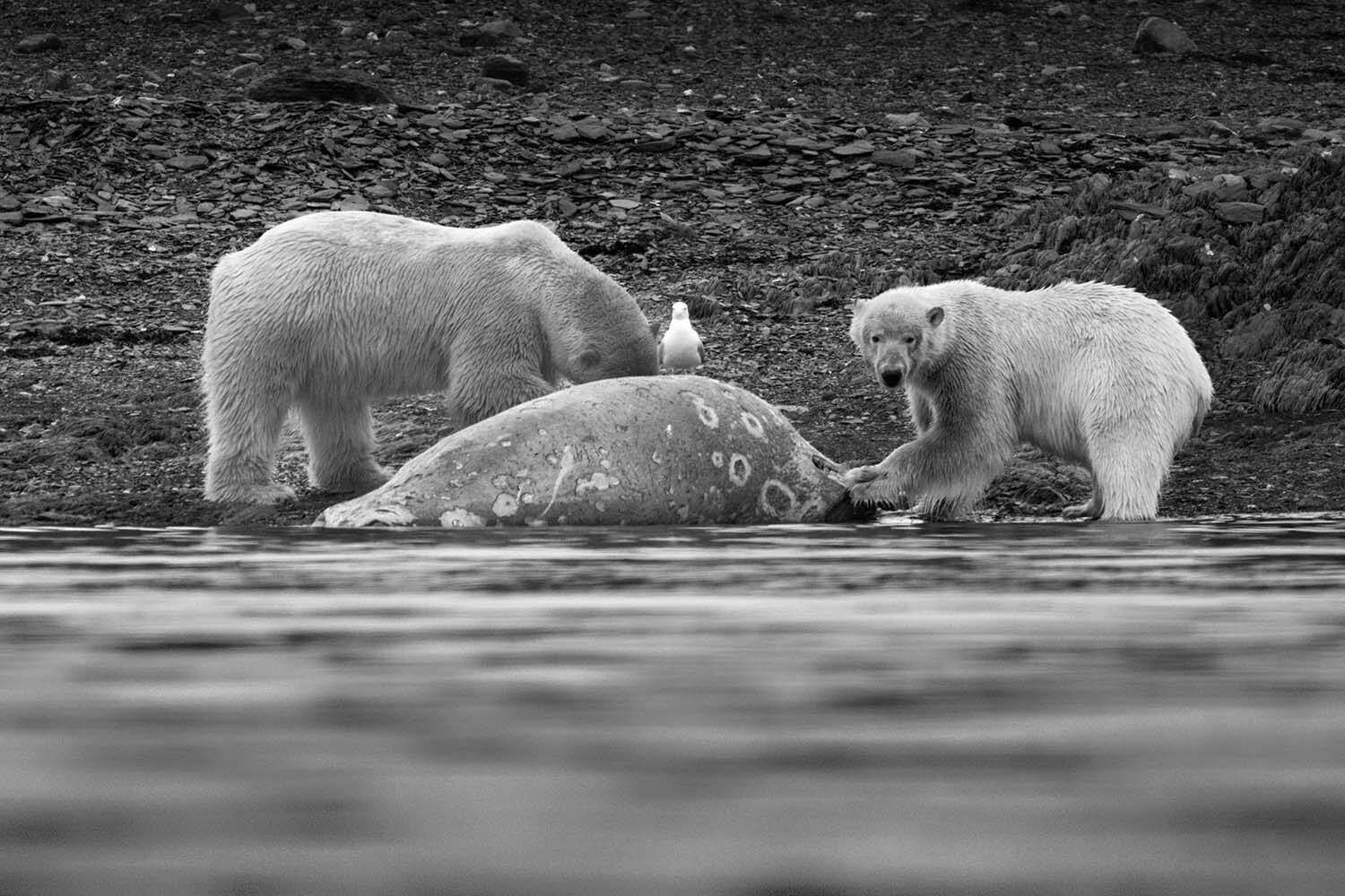 Law of the Frozen Shore