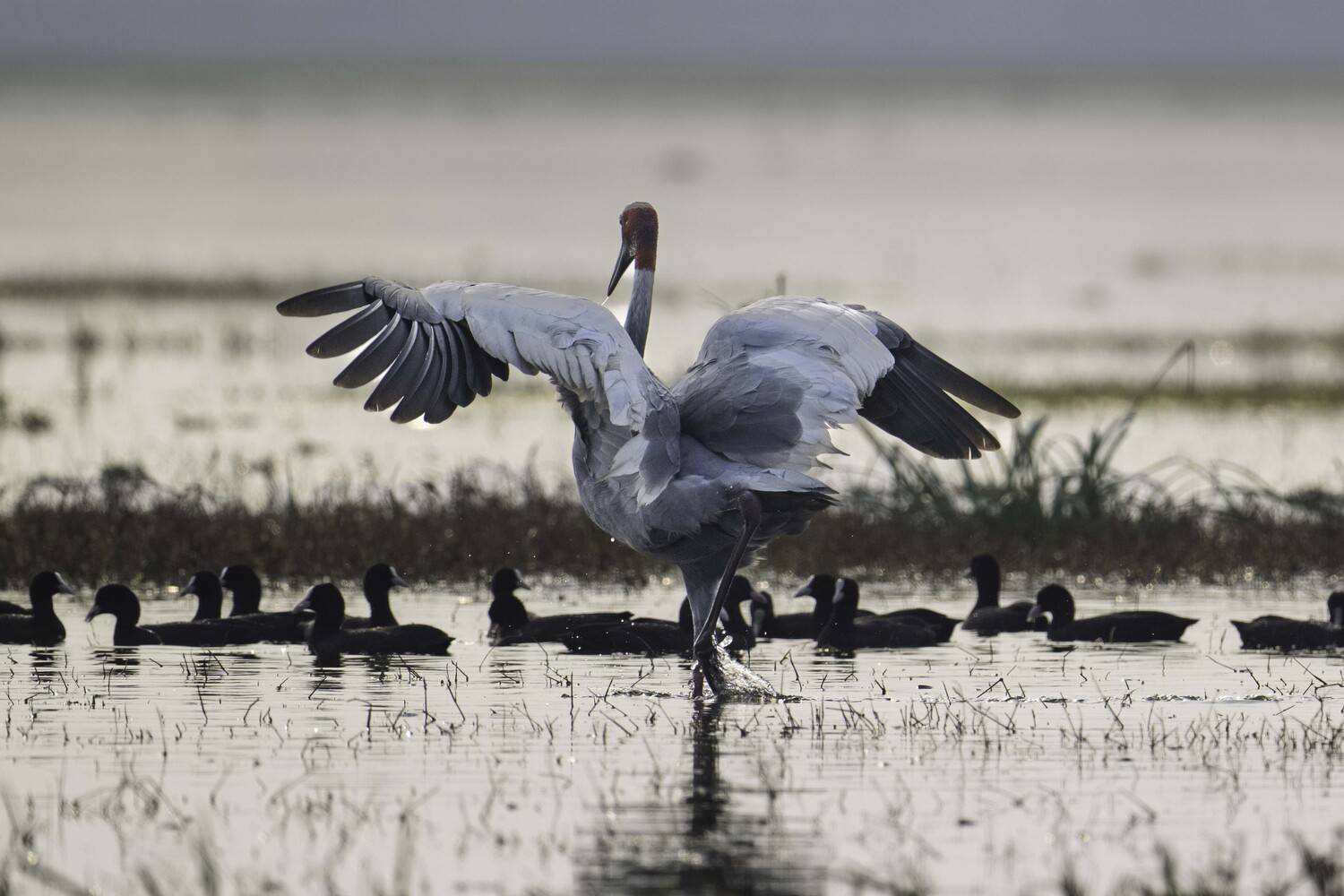 The Courtship Ballet