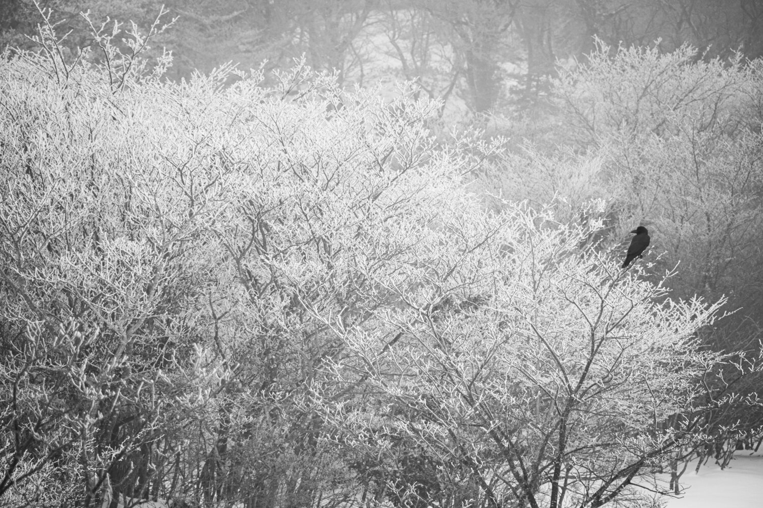 Photo #13291159
