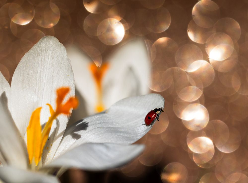 Photograph by Алексей Широбоков