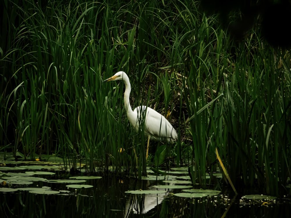 Photograph by Юлия Закопайло