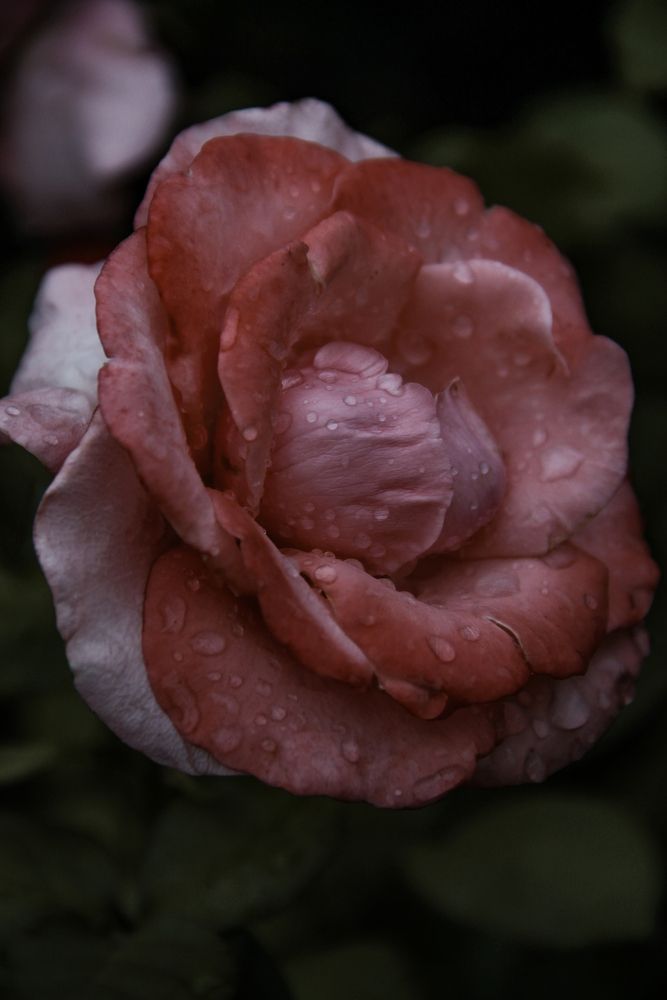 Photograph by Анастасия Псарёва