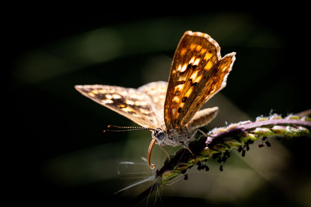 Aricoris indistincta