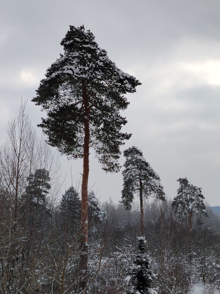 Фотография автора Людмила Лебедева