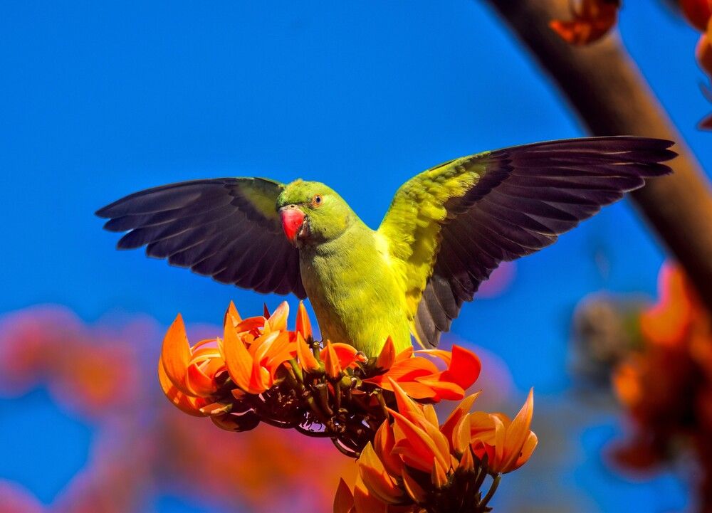 Photograph by Kamal Krishna Roy