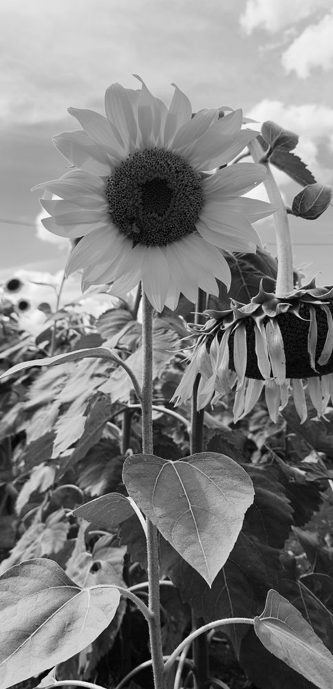 Photo #13292181