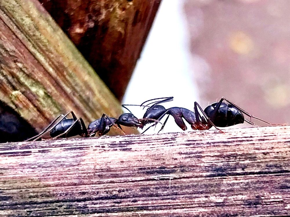 Photograph by rahul Raman