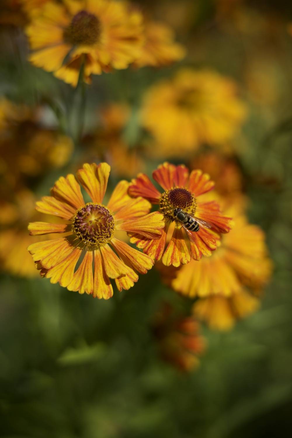 В поисках нектара