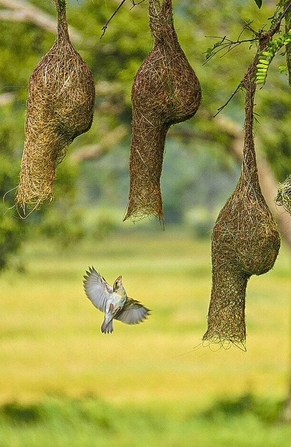 The architect of bird family