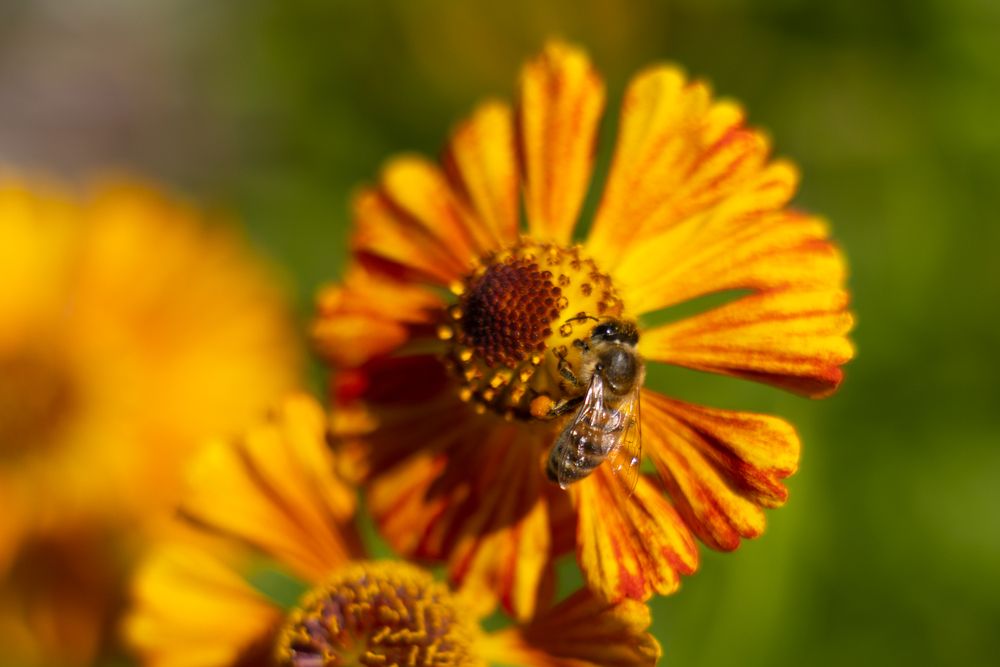 Пчела на Гелениуме