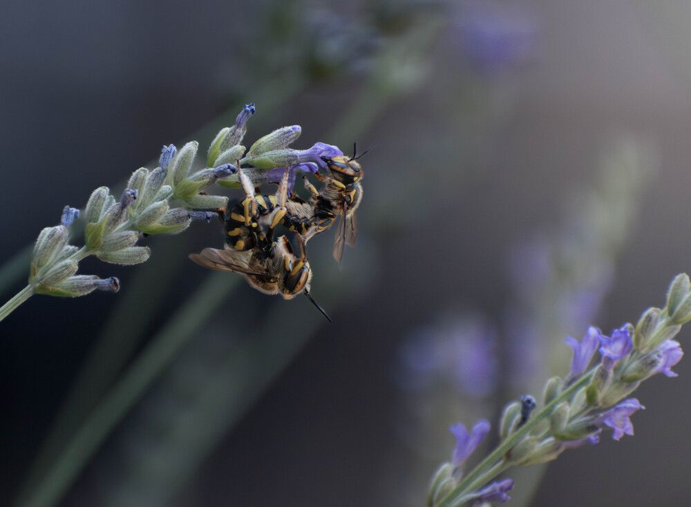 Фотография автора Milan Đorđević