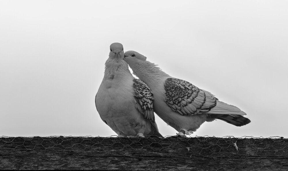 Фотография автора Milan Đorđević